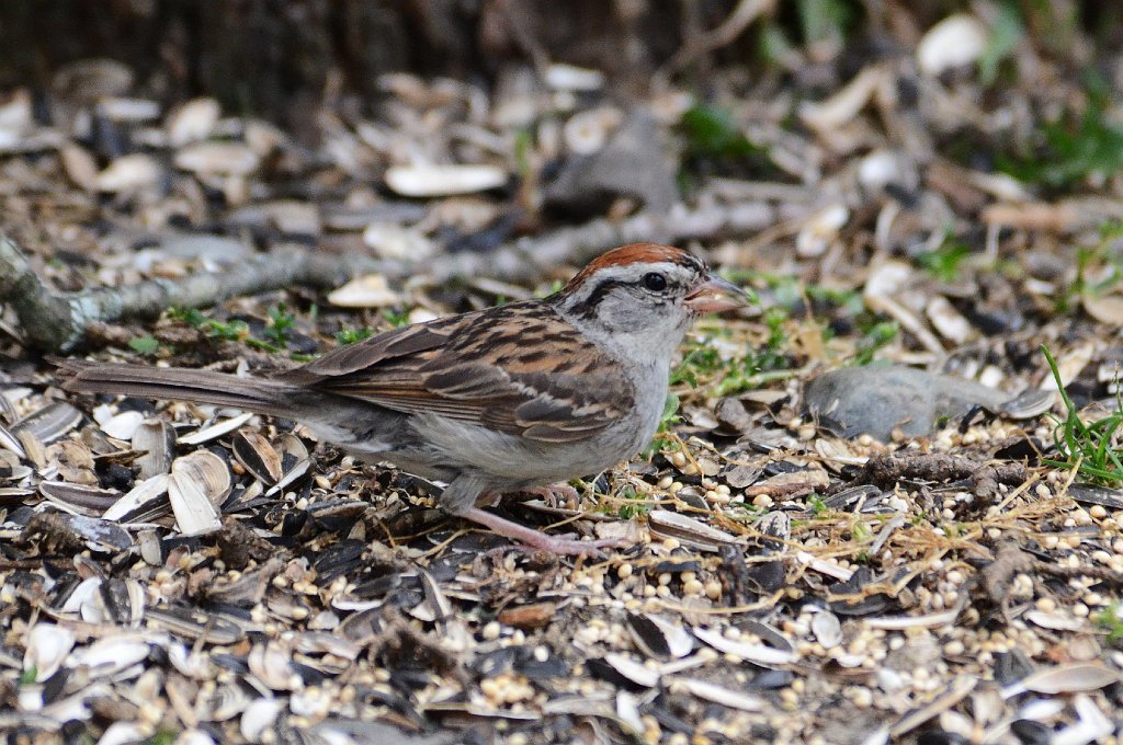 Sparrow, Chipping, 2012-07285723 Broad Meadow Brook, MA.JPG - Chipping Sparrow. Broad Meadow Brook Wildlife Sanctuary, MA, 7-28-2012